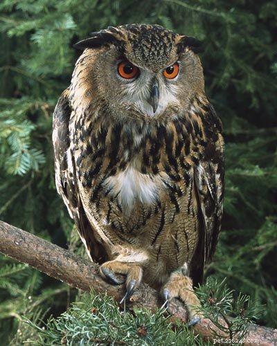 Stunning Bird Photography: Owls, Great Blue Herons, and Weaverbirds