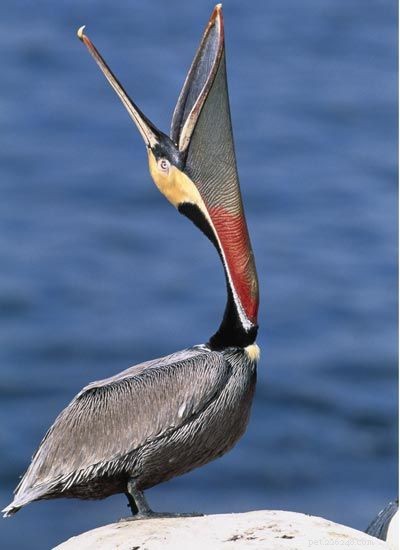 Stunning Bird Photography: Owls, Great Blue Herons, and Weaverbirds