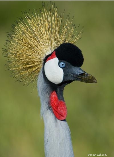 Stunning Bird Photography: Owls, Great Blue Herons, and Weaverbirds