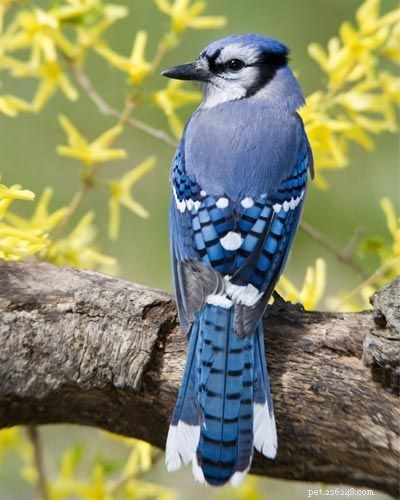 Stunning Bird Photography: Owls, Great Blue Herons, and Weaverbirds