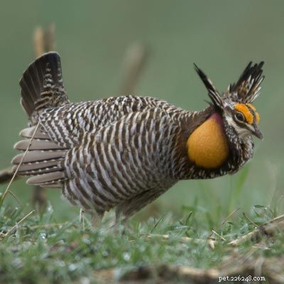 Stunning Bird Photography: Owls, Great Blue Herons, and Weaverbirds
