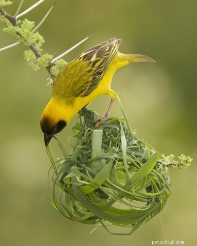Stunning Bird Photography: Owls, Great Blue Herons, and Weaverbirds