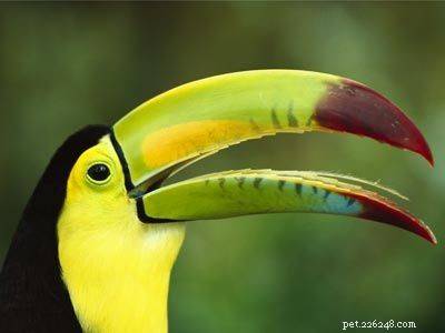 Stunning Bird Photography: Owls, Great Blue Herons, and Weaverbirds