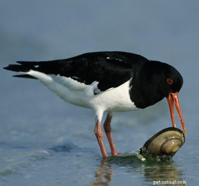 Stunning Bird Photography: Owls, Great Blue Herons, and Weaverbirds