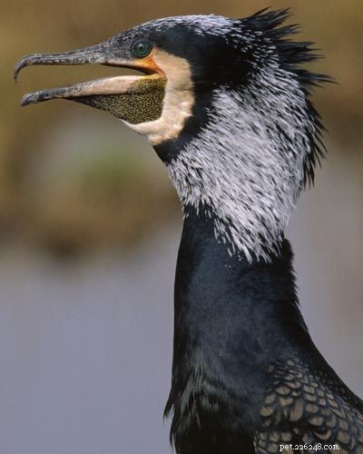 Stunning Bird Photography: Owls, Great Blue Herons, and Weaverbirds
