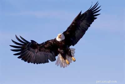 Stunning Bird Photography: Owls, Great Blue Herons, and Weaverbirds