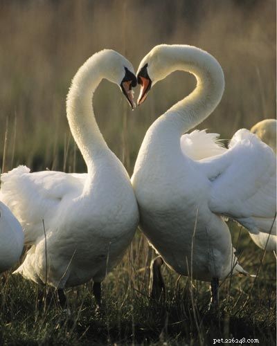 Stunning Bird Photography: Owls, Great Blue Herons, and Weaverbirds