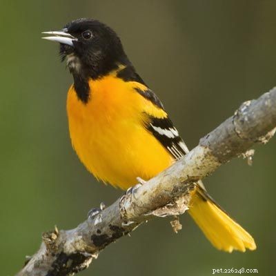 Stunning Bird Photography: Owls, Great Blue Herons, and Weaverbirds