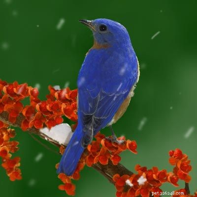 Stunning Bird Photography: Owls, Great Blue Herons, and Weaverbirds