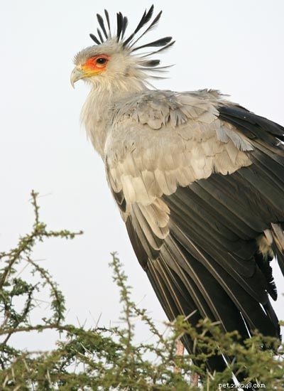 Stunning Bird Photography: Owls, Great Blue Herons, and Weaverbirds