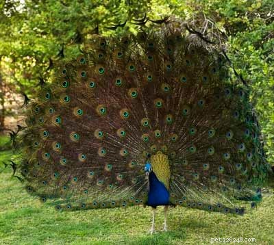 Stunning Bird Photography: Owls, Great Blue Herons, and Weaverbirds