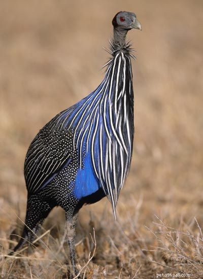 Stunning Bird Photography: Owls, Great Blue Herons, and Weaverbirds