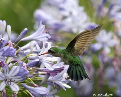 Stunning Bird Photography: Owls, Great Blue Herons, and Weaverbirds