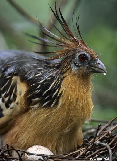Stunning Bird Photography: Owls, Great Blue Herons, and Weaverbirds