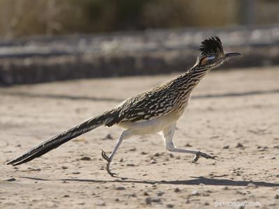 Stunning Bird Photography: Owls, Great Blue Herons, and Weaverbirds