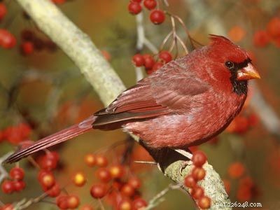Stunning Bird Photography: Owls, Great Blue Herons, and Weaverbirds
