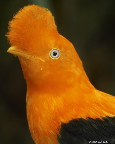 Stunning Bird Photography: Owls, Great Blue Herons, and Weaverbirds