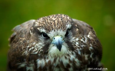 Stunning Bird Photography: Owls, Great Blue Herons, and Weaverbirds