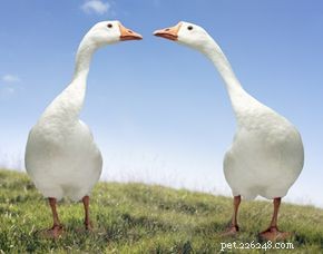 Why Geese Commit to Lifelong Mates: The Science Behind Their Pair Bonds