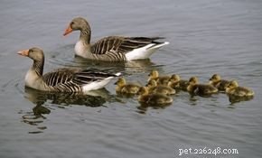Why Geese Commit to Lifelong Mates: The Science Behind Their Pair Bonds