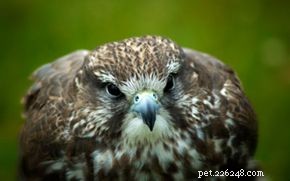 Unraveling the Secrets Behind Peregrine Falcons  Record-Breaking Speed
