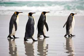 Penguins vs. Puffins: Key Differences Explained