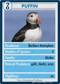 Penguins vs. Puffins: Key Differences Explained