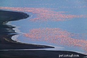 Why Flamingos Stand on One Leg: Unveiling the Science Behind the Phenomenon