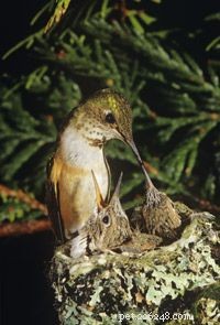 Do Hummingbirds Mate While Hovering?