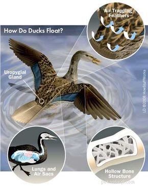Why Ducks Float: The Science Behind Their Buoyancy