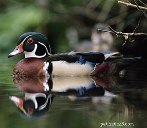 Why Ducks Float: The Science Behind Their Buoyancy
