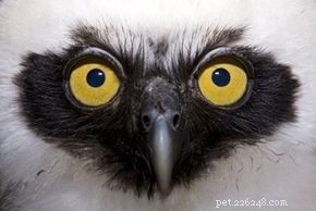 Why Owls Fly Silently: The Science Behind Their Silent Flight