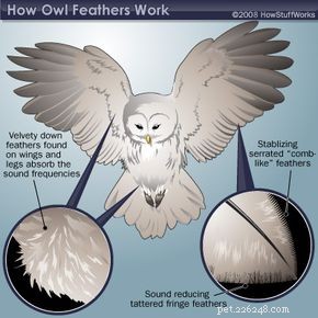 Why Owls Fly Silently: The Science Behind Their Silent Flight
