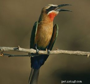 Amazing Hummingbird Facts: Power, Beauty, and Migration Secrets