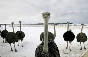 Why Ostrich Meat Is Naturally Red, Not White