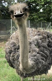 Why Ostrich Meat Is Naturally Red, Not White