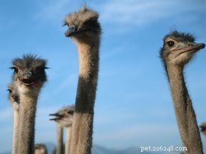 Fastest Land Bird: Astonishing Ostrich Facts