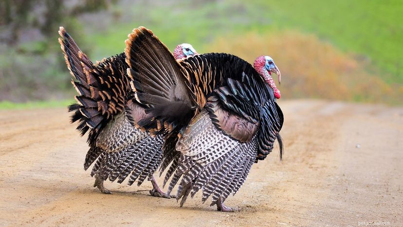 Do Turkeys Really Drown When They Look Up During a Rainstorm?