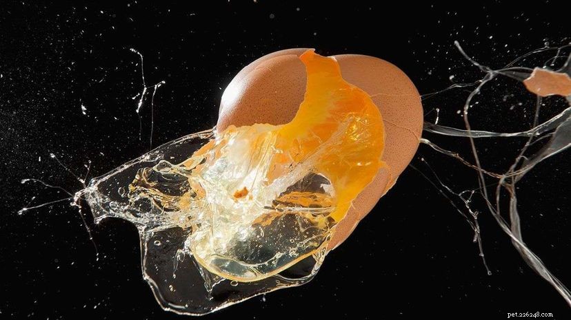 Watch a Chicken Hatch Without an Egg – Revealed by Japanese Science