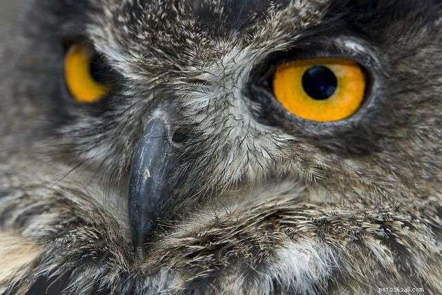 13 Stunning Owl Photographs You Must See