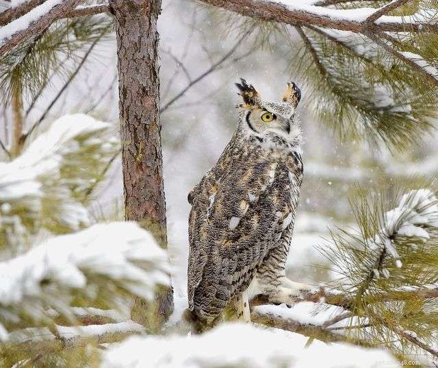 13 Stunning Owl Photographs You Must See