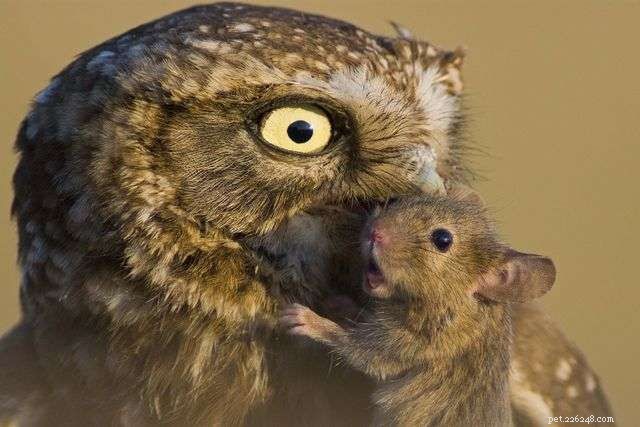13 Stunning Owl Photographs You Must See