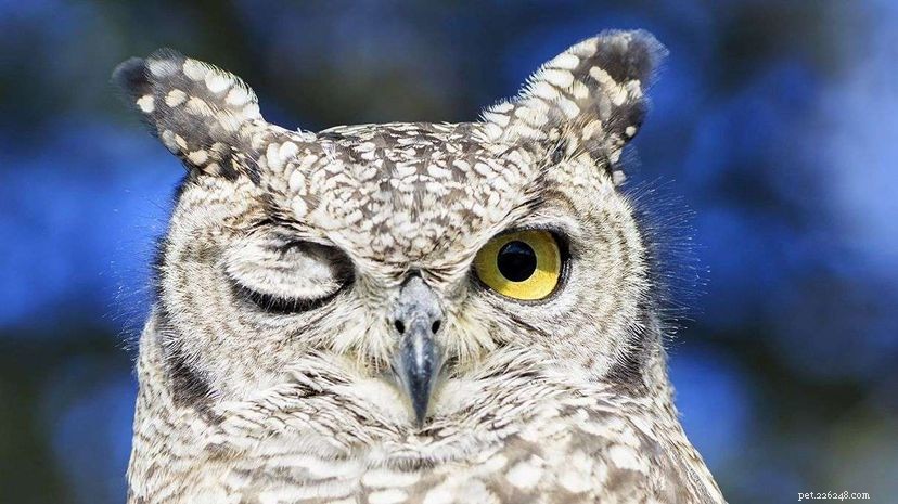 13 Stunning Owl Photographs You Must See