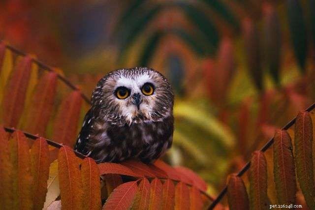 13 Stunning Owl Photographs You Must See