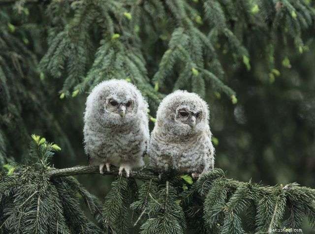 13 Stunning Owl Photographs You Must See