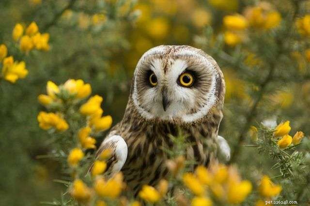 13 Stunning Owl Photographs You Must See