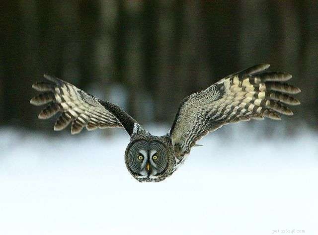 13 Stunning Owl Photographs You Must See