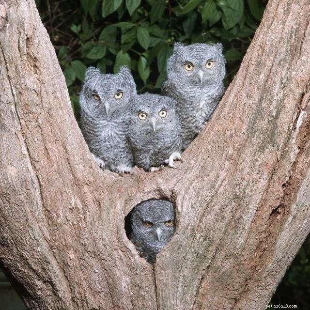 13 Stunning Owl Photographs You Must See
