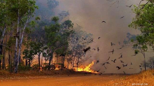 Do Black Kites Spark Wildfires to Hunt Prey? A Scientific Look