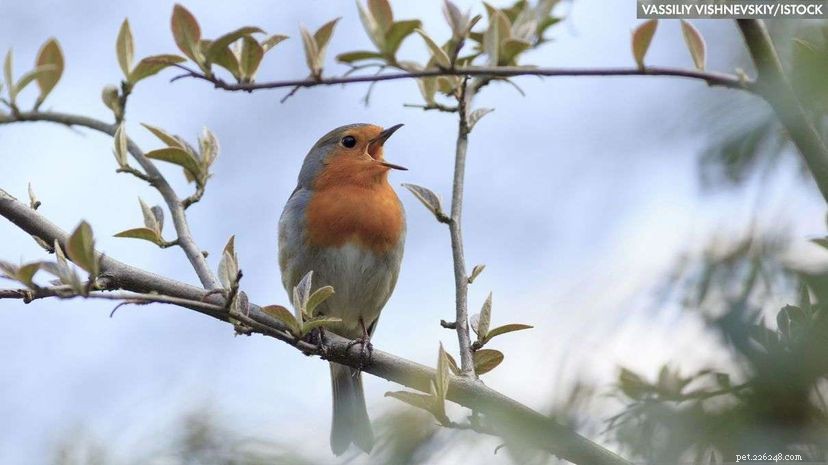 How Birds Compete for Attention: The Extraordinary Mating Routines